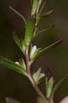 Neckweed